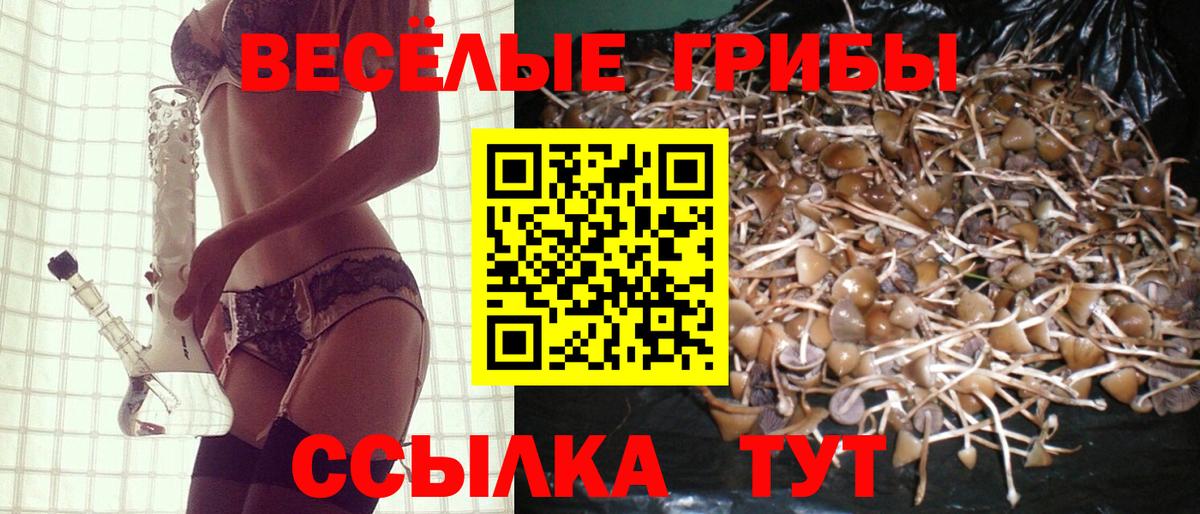 Галлюциногенные грибы Psilocybe  Вход с VPN  Галлюциногенные грибы прущие грибы  Кострома 